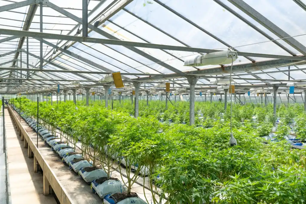 企业增长顾问视角下品牌定位与市场进攻方案的协同设计
